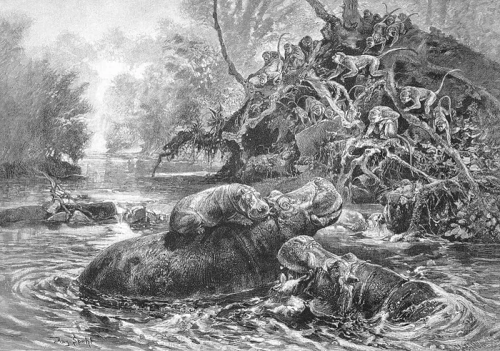 Framed Print : Hippopotami and Monkeys on the White Nile in Uganda Framed Print : Hippopotami and Monkeys on the White Nile in Uganda