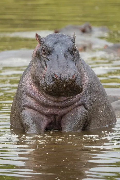 Framed Print : Hippopotamus, hippo (Hippopotamus amphibius) Framed Print : Hippopotamus, hippo (Hippopotamus amphibius)