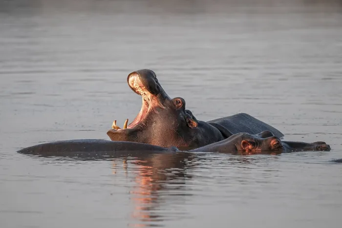 Framed Print : Hippopotamus (Hippopatamus amphibius)