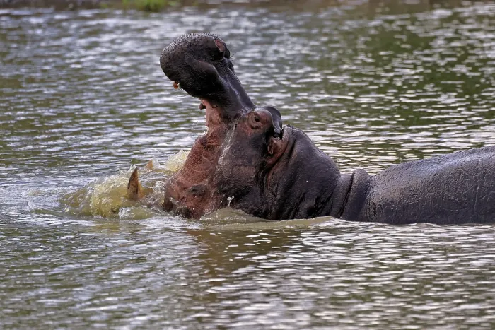 Framed Print : Hippopotamus (Hippopatamus amphibius)