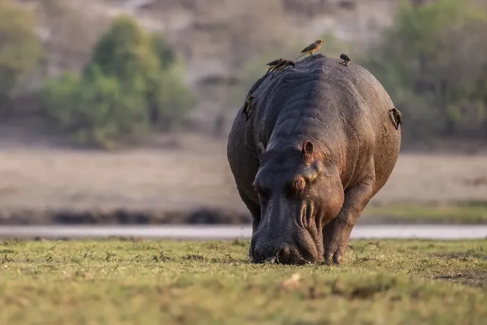 Framed Print : Hippopotamus (Hippopatamus amphibius) grazing Framed Print : Hippopotamus (Hippopatamus amphibius) grazing