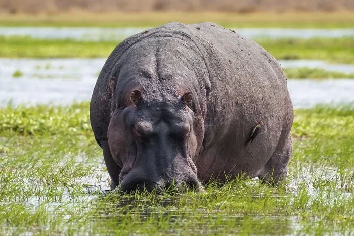 Framed Print : Hippopotamus (Hippopatamus amphibius) grazing