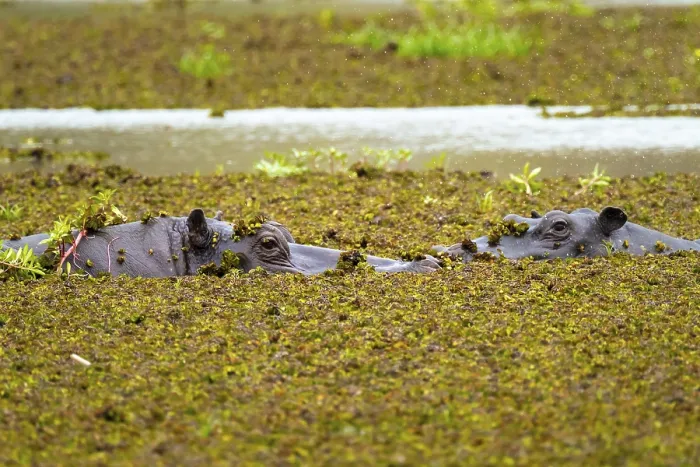Framed Print : Hippopotamus (Hippopatamus amphibius) hiding in the swamp