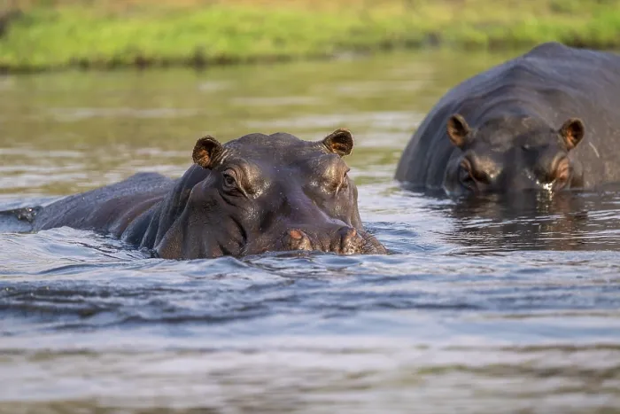 Framed Print : Hippopotamus (Hippopatamus amphibius) in the water Framed Print : Hippopotamus (Hippopatamus amphibius) in the water