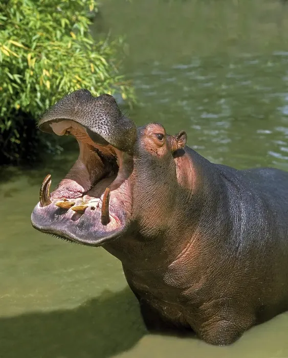 Framed Print : Hippopotamus (hippopotamus amphibius)