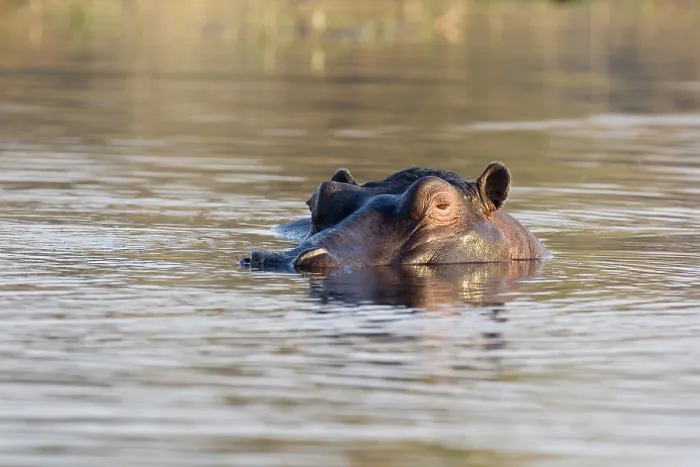 Framed Print : Hippopotamus (Hippopotamus amphibius)