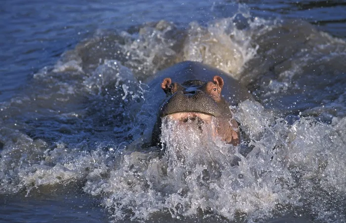 Framed Print : Hippopotamus (hippopotamus amphibius) Framed Print : Hippopotamus (hippopotamus amphibius)
