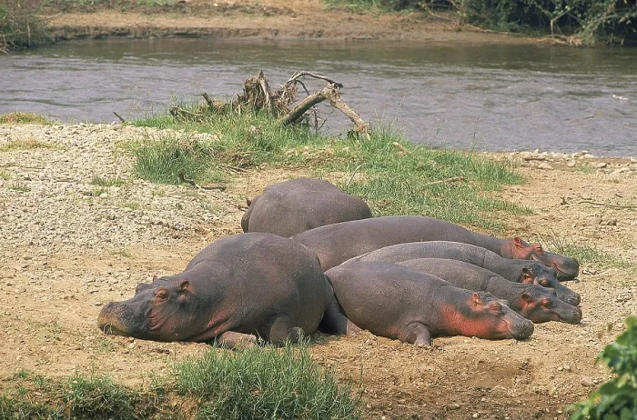 Framed Print : HIPPOPOTAMUS (hippopotamus amphibius)