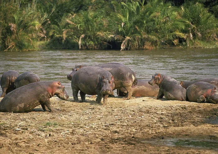Framed Print : HIPPOPOTAMUS (hippopotamus amphibius) Framed Print : HIPPOPOTAMUS (hippopotamus amphibius)