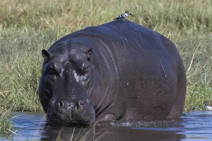 Framed Print : Hippopotamus (Hippopotamus amphibius) with grey kingfisher (Ceryle rudis) with prey