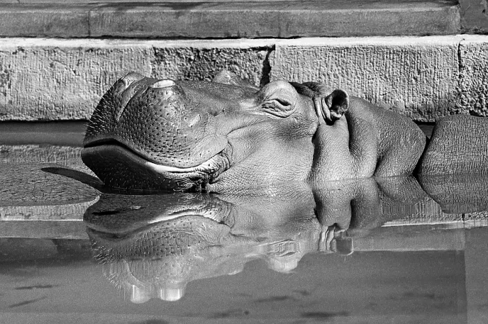 Framed Print : Hippopotamus (Hippopotamus amphibius) reflected in the water basin Framed Print : Hippopotamus (Hippopotamus amphibius) reflected in the water basin