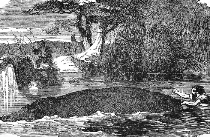 Framed Print : Hippopotamus (Hippopotamus amphibius) river Framed Print : Hippopotamus (Hippopotamus amphibius) river