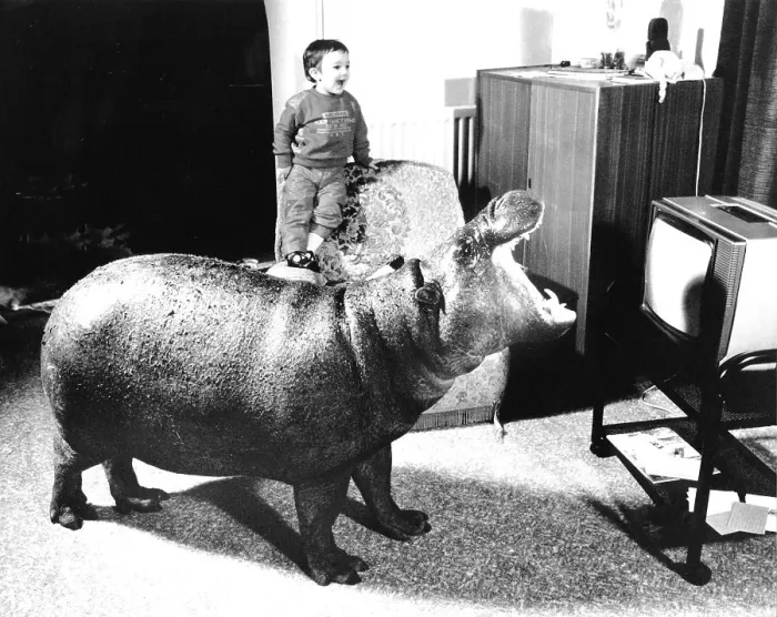 Framed Print : Hippopotamus watching TV, England, Great Britain