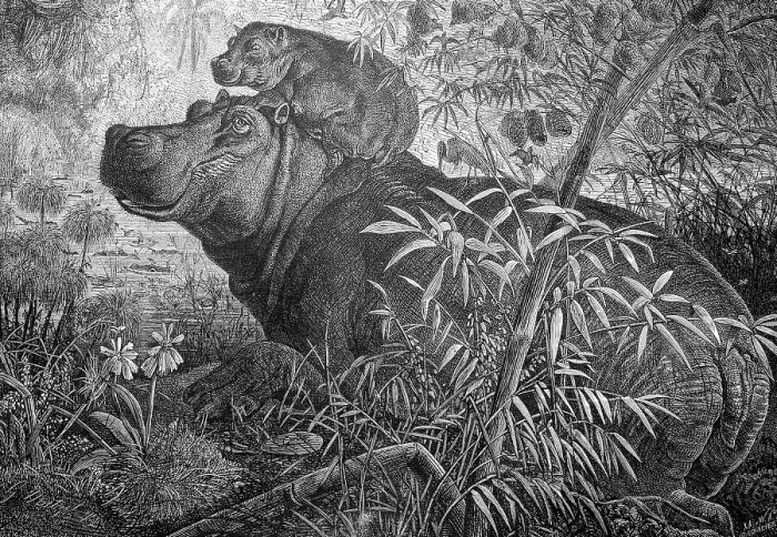Framed Print : Hippopotamus with young in East Africa Framed Print : Hippopotamus with young in East Africa