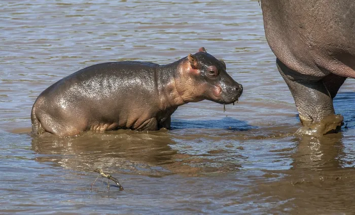 Framed Print : Hippopotamus with young, (Hippopotamus amphibius)