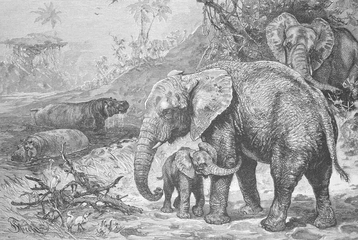 Framed Print : Hippos and African elephants in the wild