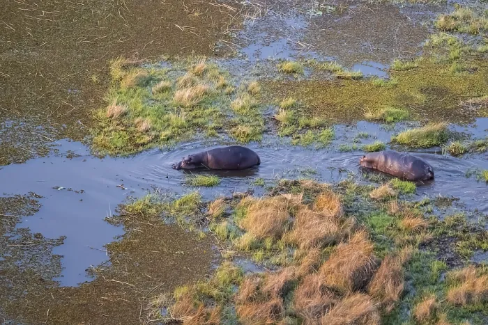 Framed Print : Two hippos (Hippopatamus amphibius) in water