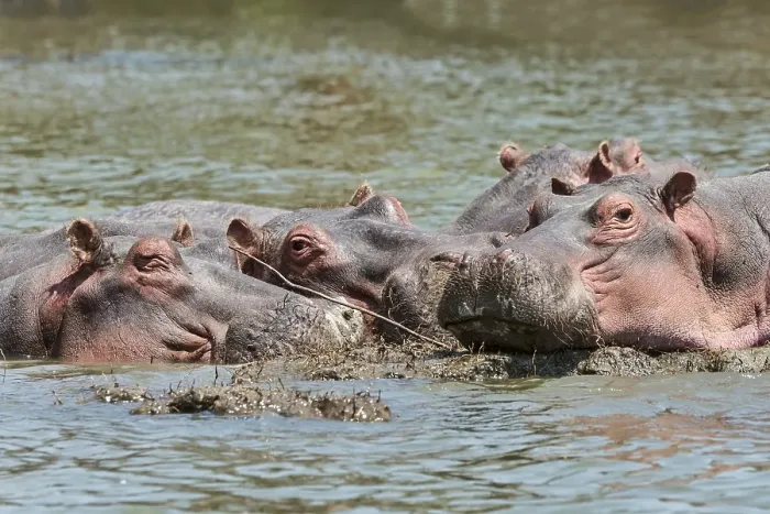 Framed Print : Hippos (Hippopotamus amphibius)