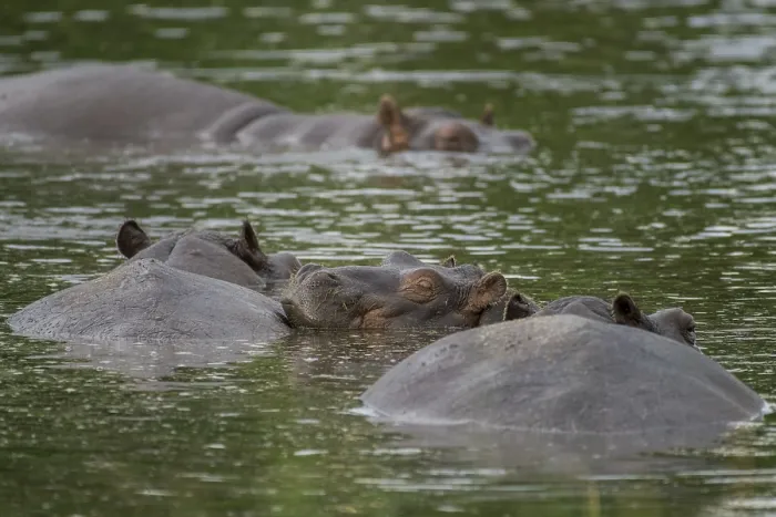 Framed Print : Hippos (Hippopotamus amphibius)