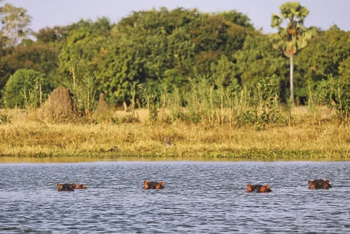 Framed Print : Hippos (Hippopotamus amphibius) in Shire river