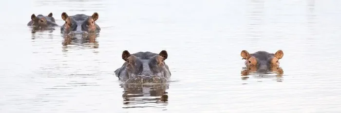 Framed Print : Hippos (Hippopotamus amphibius) in a water hole