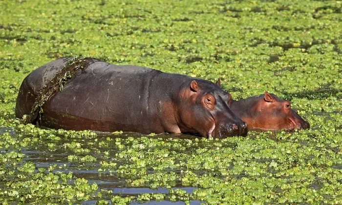 Framed Print : Hippos at South Luangwa National Park