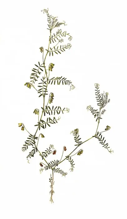 Framed Print : Hirsuta, Ervum hirsutum, hairy vetch (Vicia) Framed Print : Hirsuta, Ervum hirsutum, hairy vetch (Vicia)