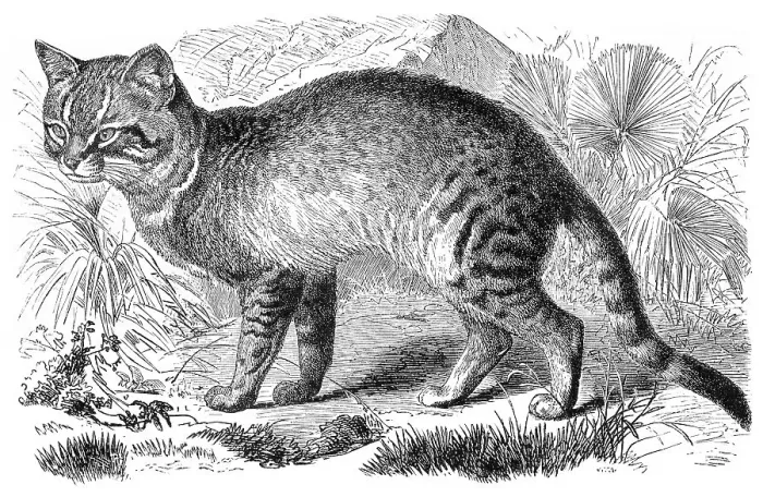 Framed Print : Historic illustration of an African wildcat