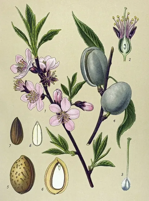 Framed Print : Historic illustration, Almond Tree (Amygdalus communis) Framed Print : Historic illustration, Almond Tree (Amygdalus communis)