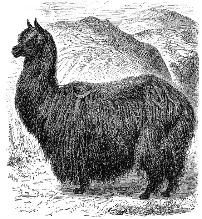 Framed Print : Historic illustration of an alpaca (Vicugna pacos) Framed Print : Historic illustration of an alpaca (Vicugna pacos)