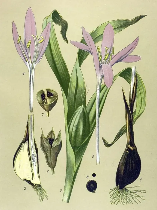 Framed Print : Historic illustration, Autumn Crocus (Colchicum autumnale) Framed Print : Historic illustration, Autumn Crocus (Colchicum autumnale)