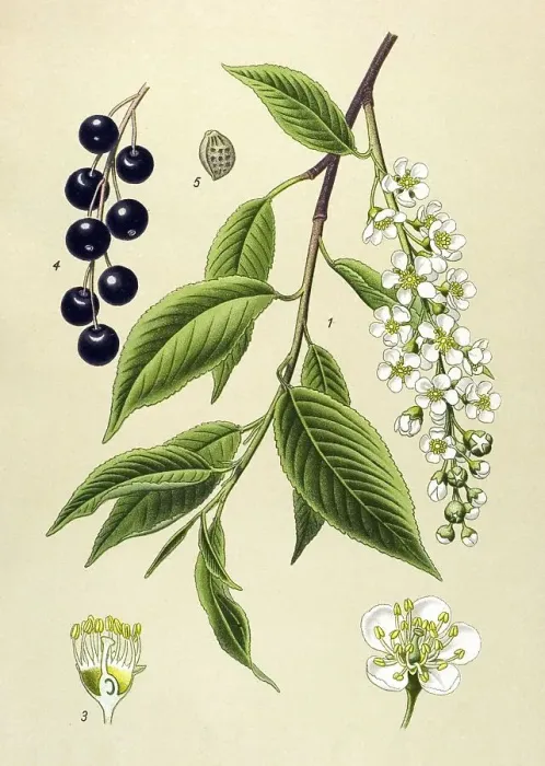 Framed Print : Historic illustration, Bird Cherry (Prunus padus)