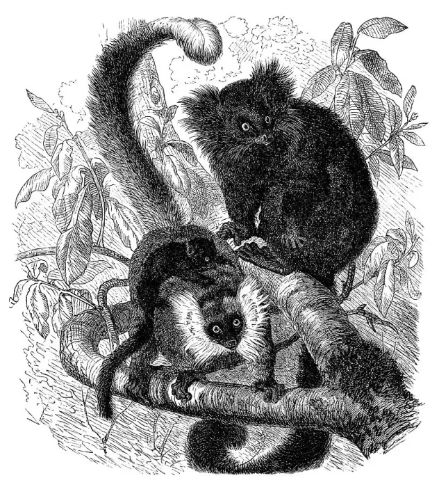 Framed Print : Historic illustration of black lemurs (Eulemur macaco) Framed Print : Historic illustration of black lemurs (Eulemur macaco)