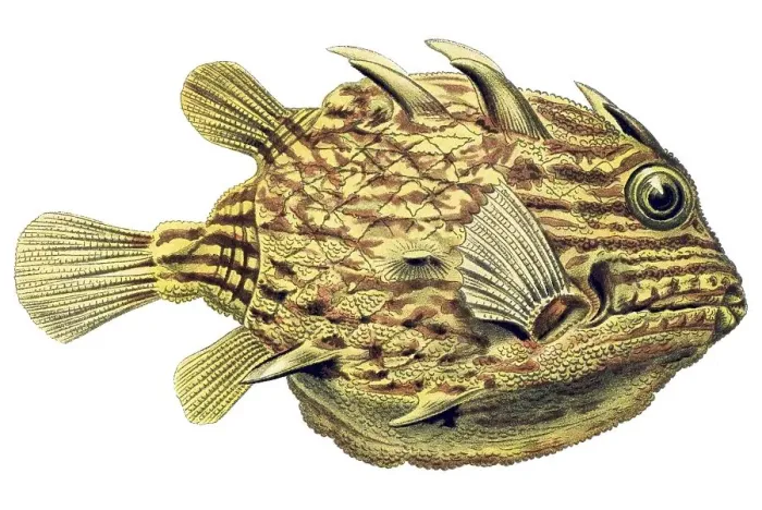 Framed Print : Historic illustration, Boxfish (Ostracion cornatus)