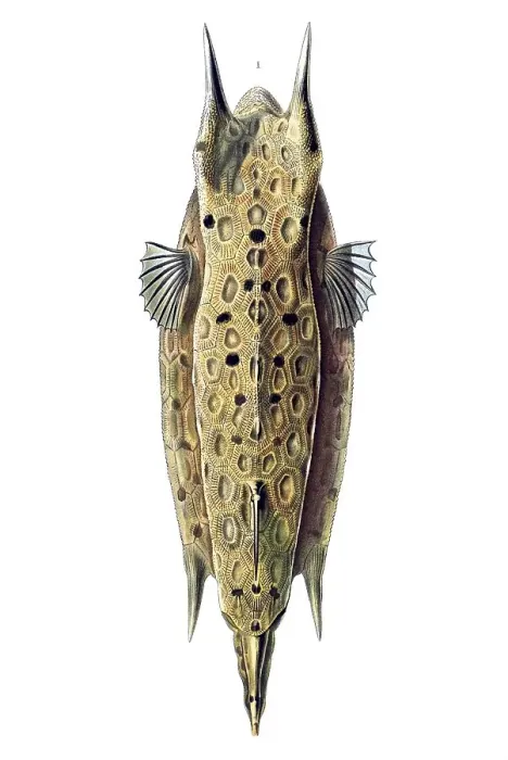 Framed Print : Historic illustration, Boxfish (Ostracion cornatus)