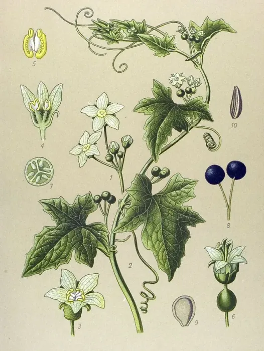 Framed Print : Historic illustration, Bryony (Bryonia alba) Framed Print : Historic illustration, Bryony (Bryonia alba)