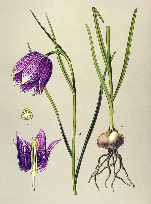 Framed Print : Historic illustration, Checkered Daffodil (Fritillaria meleagris) Framed Print : Historic illustration, Checkered Daffodil (Fritillaria meleagris)