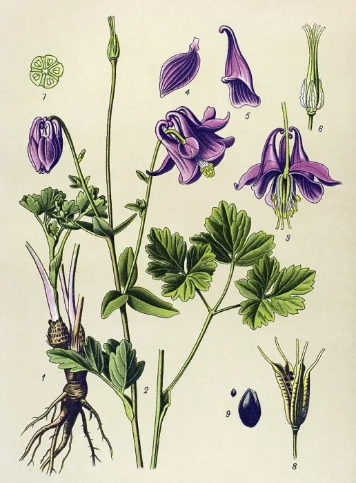 Framed Print : Historic illustration, Common Columbine (Aquilegia vulgaris)