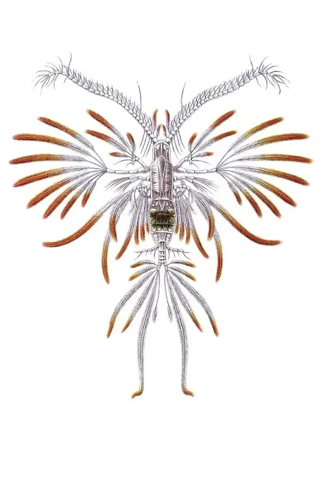 Framed Print : Historic illustration, Copepod (Copepoda) Framed Print : Historic illustration, Copepod (Copepoda)