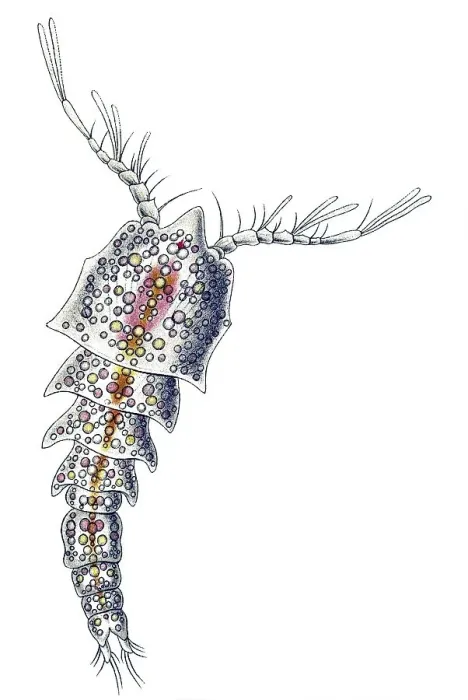 Framed Print : Historic illustration, Copepod (Copepoda) Framed Print : Historic illustration, Copepod (Copepoda)
