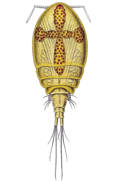 Framed Print : Historic illustration, Copepod (Copepoda) Framed Print : Historic illustration, Copepod (Copepoda)
