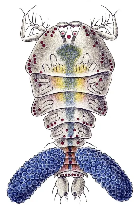 Framed Print : Historic illustration, Copepod (Copepoda)