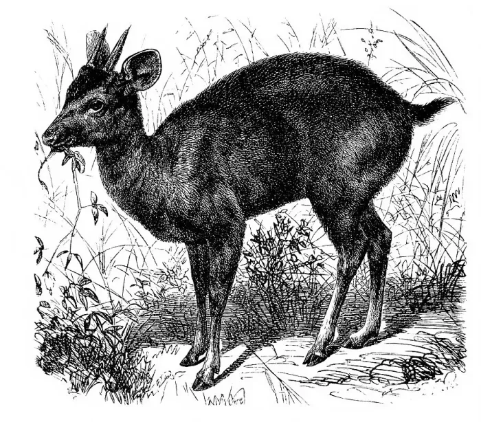 Framed Print : Historic illustration of a cuagu pita (Cervus rufus)