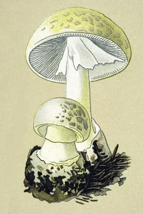 Framed Print : Historic illustration, Death Cap (Amanita phalloides)