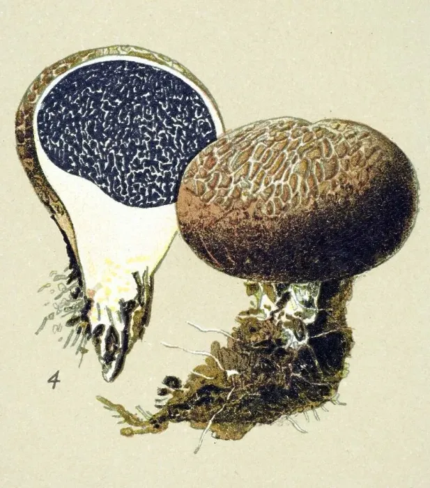 Framed Print : Historic illustration, False Truffle (Scleroderma vulgare) Framed Print : Historic illustration, False Truffle (Scleroderma vulgare)