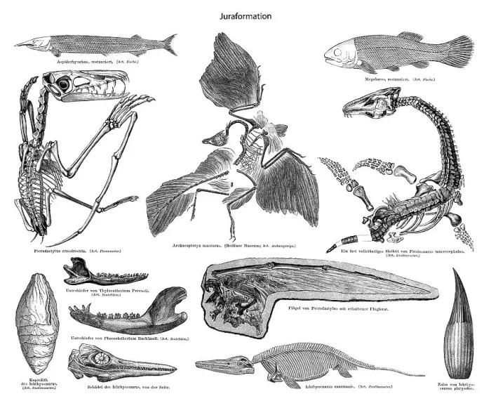 Framed Print : Historic illustration of fossils from the Jurassic