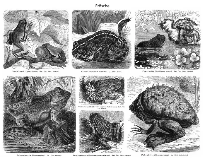 Framed Print : Historic illustration of frogs and toads (Anura) Framed Print : Historic illustration of frogs and toads (Anura)