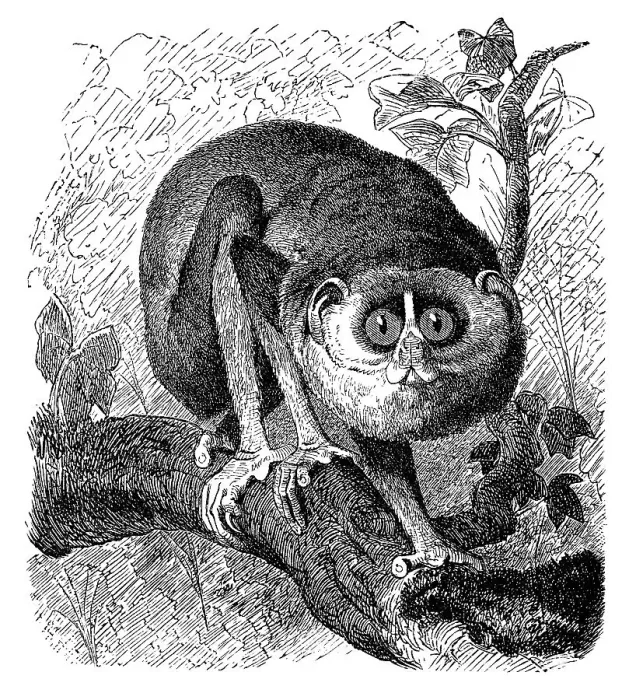 Framed Print : Historic illustration of a gray slender loris (Loris lydekkerianus) Framed Print : Historic illustration of a gray slender loris (Loris lydekkerianus)