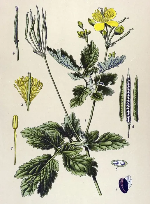 Framed Print : Historic illustration, Greater Celandine (Chelidonium majus)
