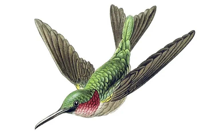 Framed Print : Historic illustration, Hummingbird (Trochilidae)